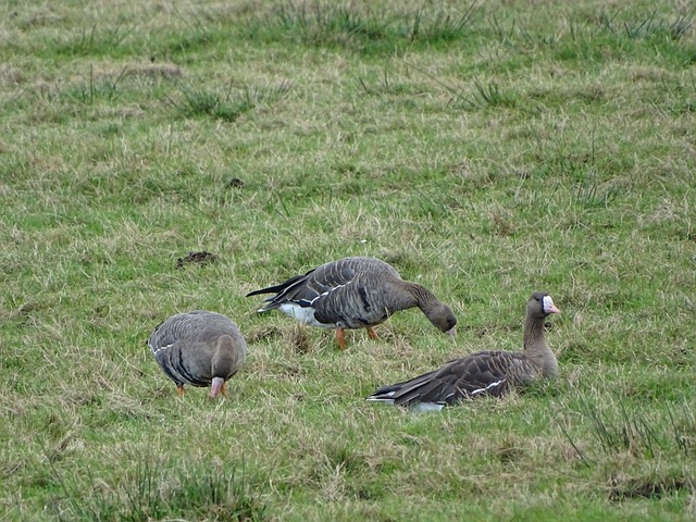 安东尼和奥 安东尼和奥
